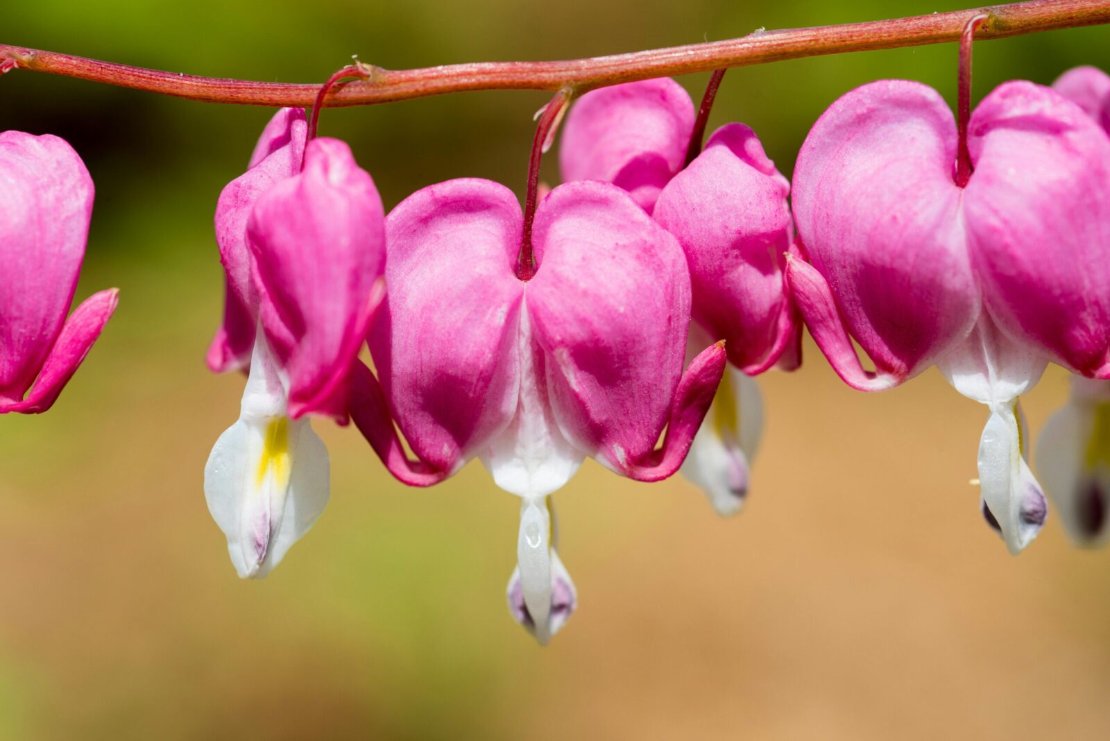Detailed close-up of pink bleeding heart flowers in full bloom during spring, showcasing nature's beauty.