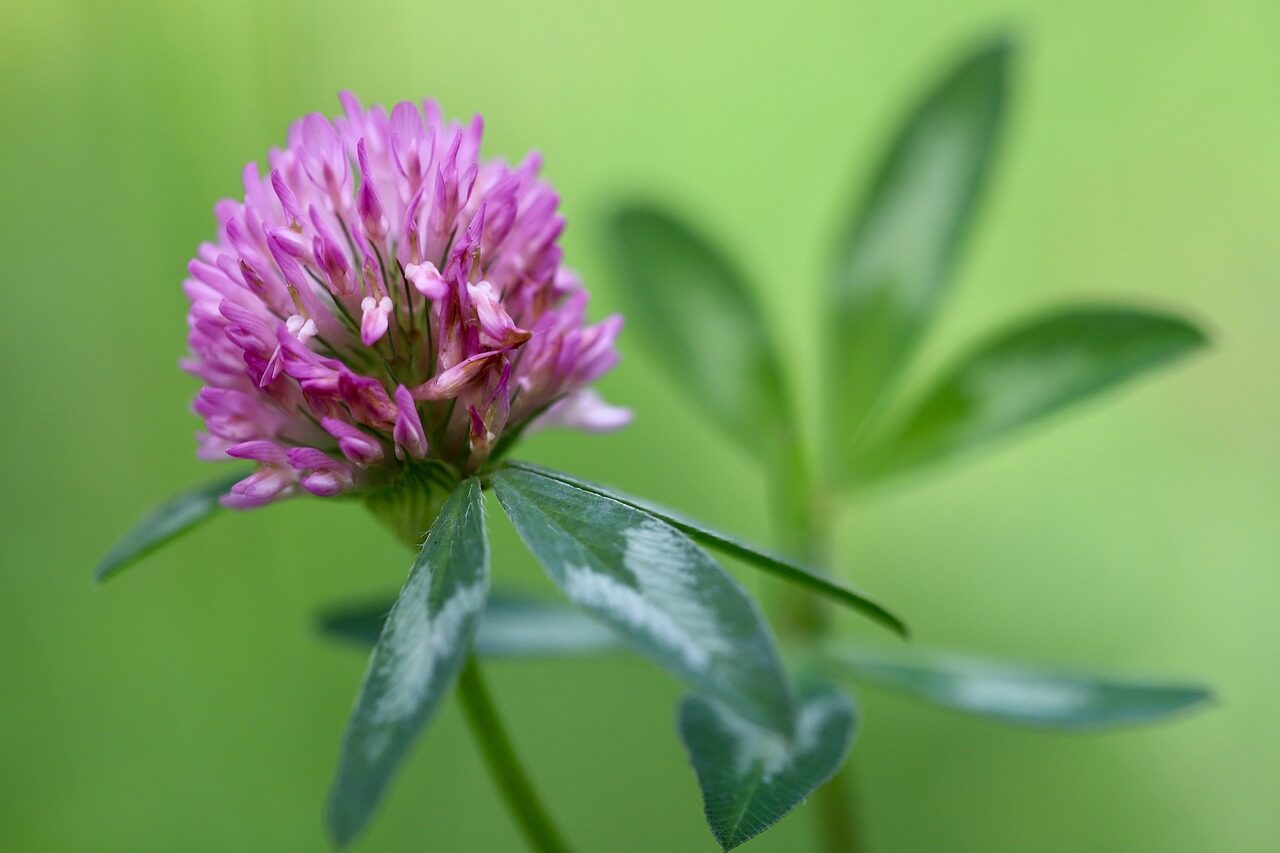 meadow clover, red clover, clover, pointed flower, meadow plant, trifolium pratense, meadow, pink plume, pink flower, glaive, red clover, red clover, red clover, red clover, red clover, clover